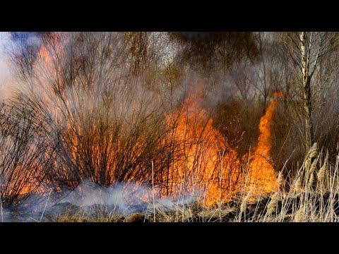 Мощнейшие лесные пожары охватили Курганскую область. Жители жалуются на едкий запах гари и смог