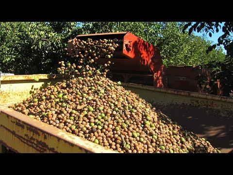 Walnut Farming And Harvesting - Walnut Cultivation Technology - Walnut Processing Factory