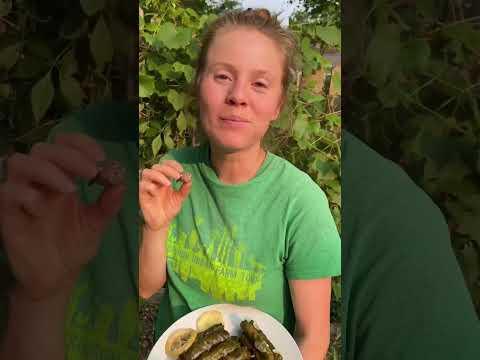 How we make wild Syrian grape leaves! #growyourownfood #foraging #offgridliving