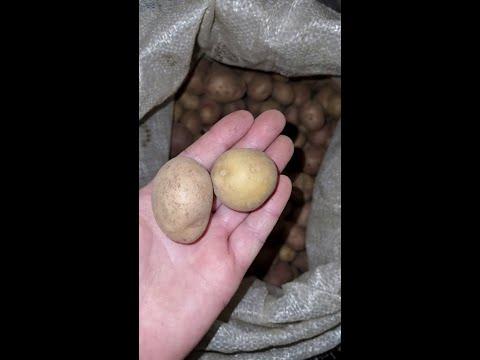 Не выбрасывайте  мелкий картофель