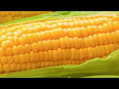 Кукуруза -как даже из самой невкусной сварить нежную, молочную, аппетитную кукурузу.