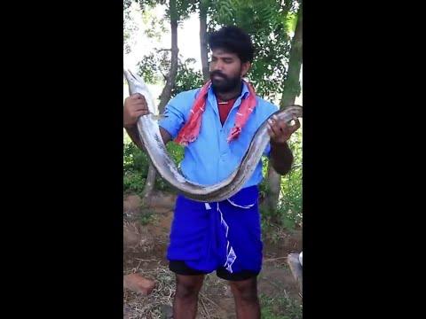 Big Snake Fish Cooking AND Eating | Fresh Fish EATING And Cooking with village Style