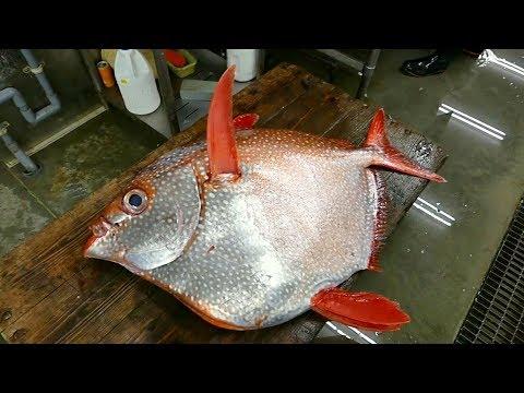 Японская Разделка - Гигантская Рыба Опах Япония Морепродукты.