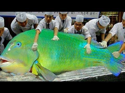 Японская Уличная Еда - Гигантская Рыба (Попугай) Сашими...
