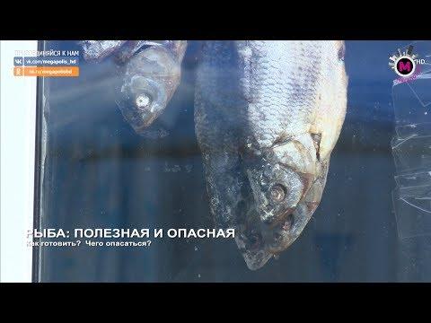 Мегаполис - Рыба: полезная и опасная - Нижневартовск