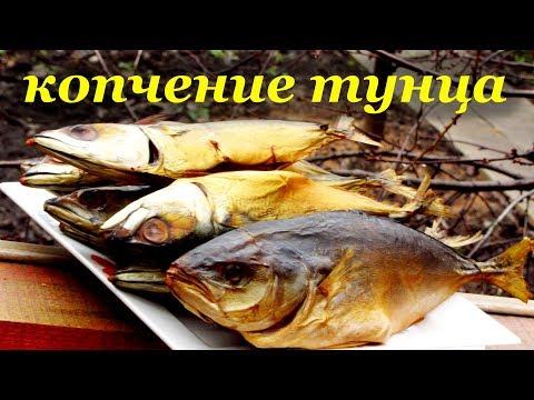 Рецепт копчения тунца и скумбрии от Алкофана