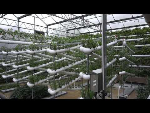 Гидропонное выращивание овощей в теплице