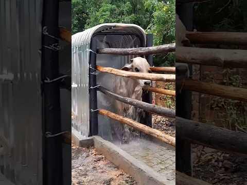 Cow Bath In Farm.
