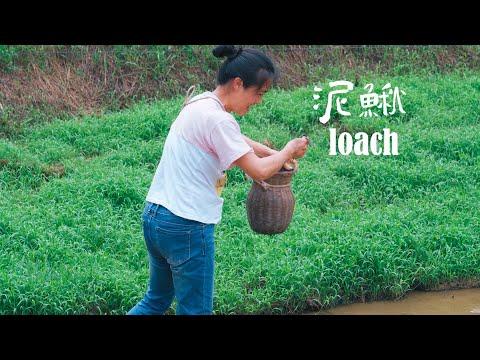 泥鳅菜，只要吃一次就会爱上的野菜|A wild vegetable named after "loach"【乡野莲姐】