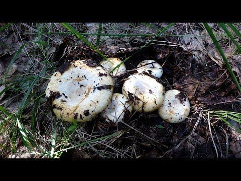 Грузди отличная закуска))) Собираем грибы.  Тихая охота 2019