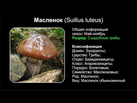 Масленок (Suillus luteus)