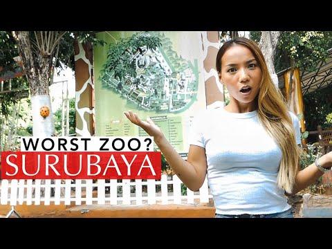 Honest Impression in Surabaya - Visiting The "WORST ZOO" in Indonesia (1$ Entrance)