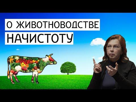 Веганство и проблемы животных. Ирина Новожилова