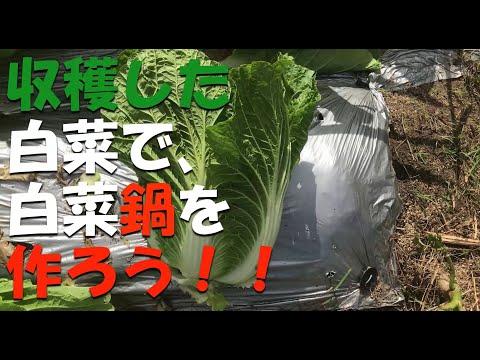 収穫した白菜で、白菜鍋を作ろう!! Cooking a hakusai hot pot.