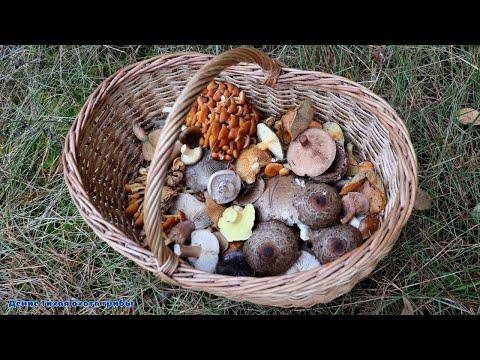 Зимние опята, синеножка и несколько видов других грибов