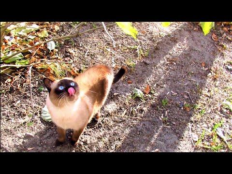 Видео про кота. Кот на прогулке.