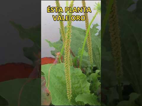 Ésta planta vale ORO planta SILVESTRE comestible con muchos usos MEDICINALES