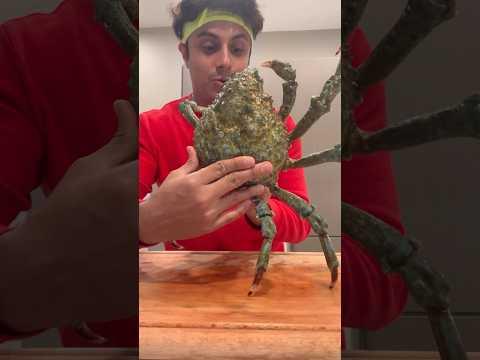 Eating Blue Spider Crab
