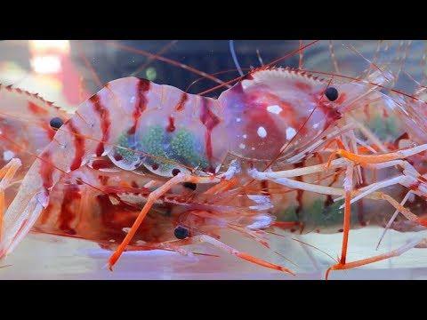 Корея Морепродукты - Блюдо из Свежих Креветок