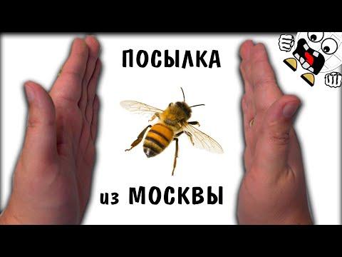 Пчела в ПОСЫЛКЕ от ПОДПИСЧИКА из Москвы