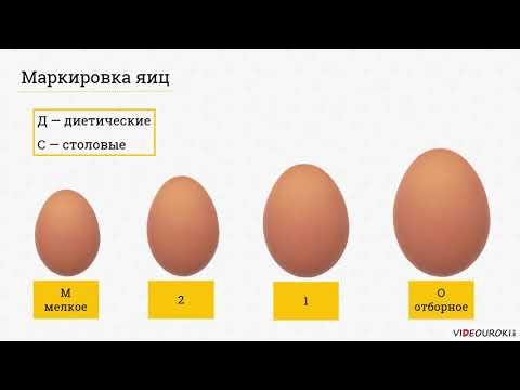 5 класс Блюда из яиц  Технология приготовления
