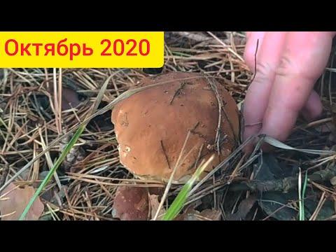 Белые грибы в октябре 2020