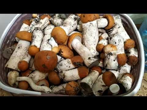 Как приготовить лесные ГРИБЫ?Маринованные подосиновики.#заготовкиназиму#грибы#рецепт#mushrooms#белые